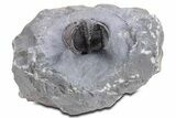 Gorgeous Scotoharpes Trilobite - Boudib, Morocco #359167-1